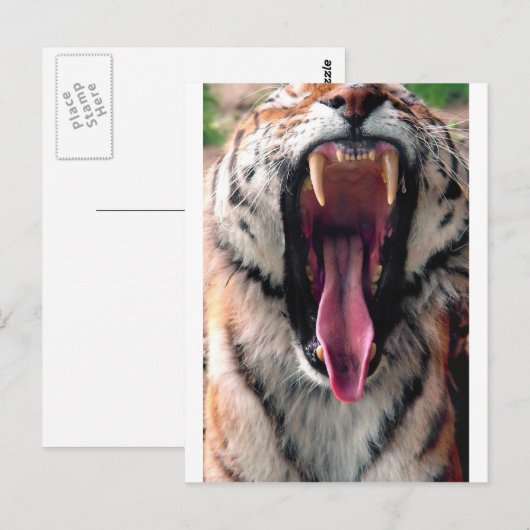あくびする虎2 ポストカード (正面/裏面)