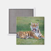 あくびする虎 マグネット (正面/裏面)