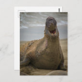 あくびはがき ポストカード (正面/裏面)