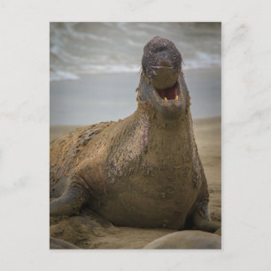 あくびはがき ポストカード