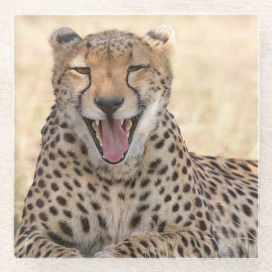 あくびをするチーター ガラスコースター (正面)