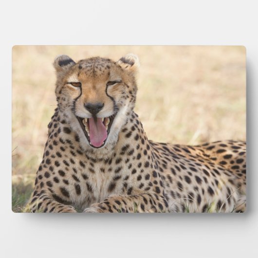 あくびをするチーター フォトプラーク (正面)