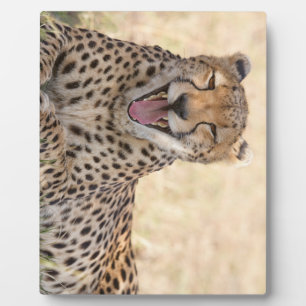 あくびをするチーター フォトプラーク