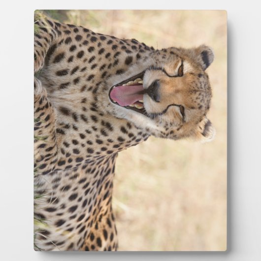あくびをするチーター フォトプラーク (正面)