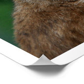 あくびをするボブキャット ポスター (角)