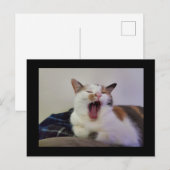 あくびをする三毛猫 ポストカード (正面/裏面)