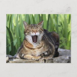 あくびをする疲れた猫かわいいおもしろいはがき ポストカード
