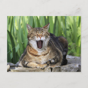 あくびをする疲れた猫かわいいおもしろいはがき ポストカード