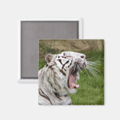 あくびをする虎 マグネット (正面/裏面)