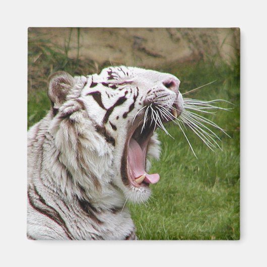 あくびをする虎 マグネット (正面)