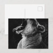 あくびライオン ポストカード (正面/裏面)