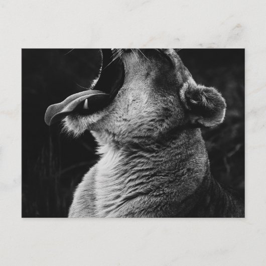 あくびライオン ポストカード (正面)