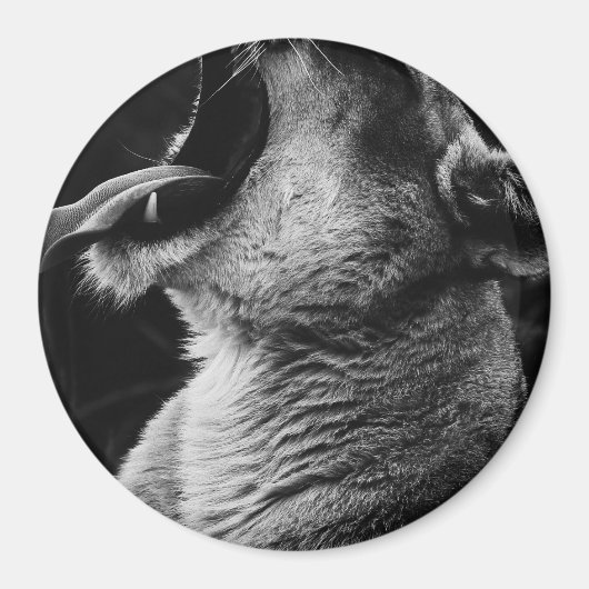 あくびライオン マグネット (正面)