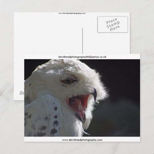 『あくび』 ポストカード (正面/裏面)