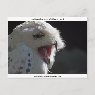 『あくび』 ポストカード