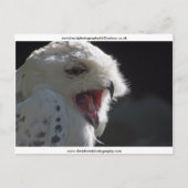 『あくび』 ポストカード (正面)