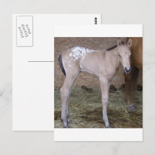 あざける ポストカード (正面/裏面)