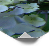 あじさい花ガーデンアートプリントブルーアジサイ ポスター (角)