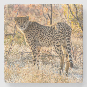あたりを見回すチーター ストーンコースター