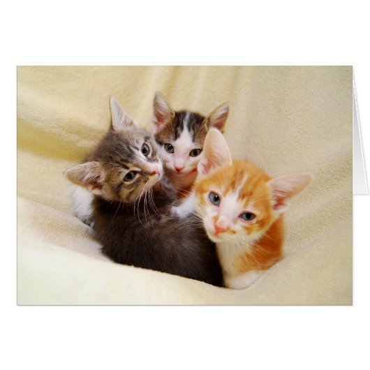 あったかいふわふわの子猫トリオ (正面横)