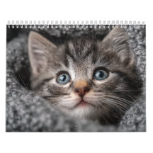 あったかい雰囲気の動物 | ほっこり猫の写真の壁掛けカレンダー