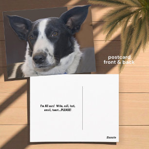 あなたが恋しいボーダーコリー犬の写真（耳がピンと立っている） ポストカード