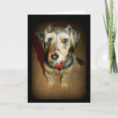 あなたが梳く悲し顔のかわいい犬の失敗 カード (正面)