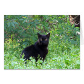 あなたなしで孤独な黒猫の感じることは梳きます (正面横)