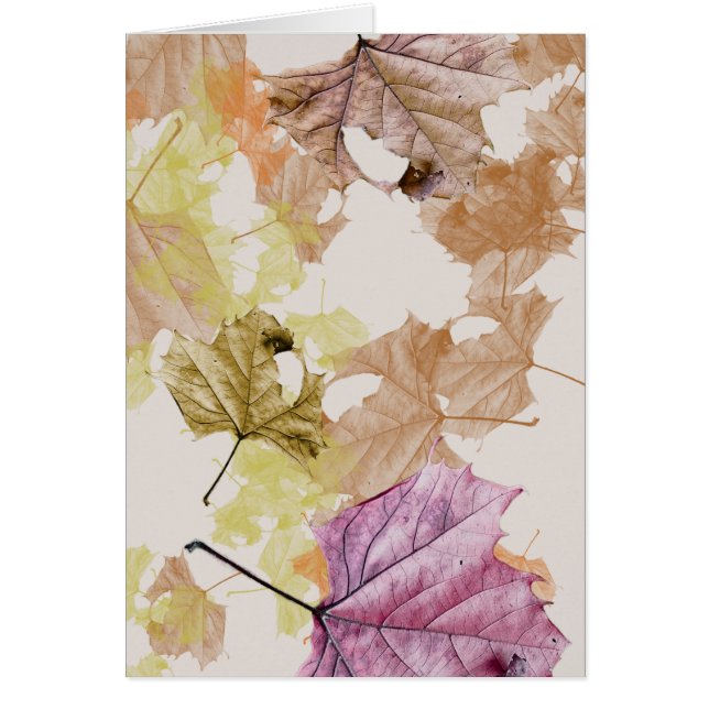 あなたのために落ちる"紅葉"…挨拶状 (正面)