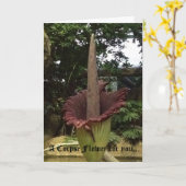 あなたのための死体の花。 カード (黄色い花)