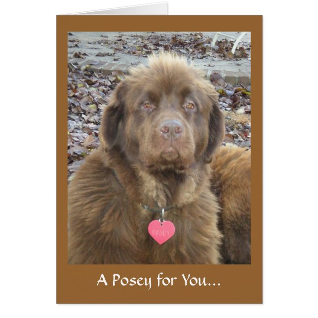 あなたのためのPosey… (正面)