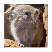 あなたのキッチンのための可愛いPika写真 タイル (正面)