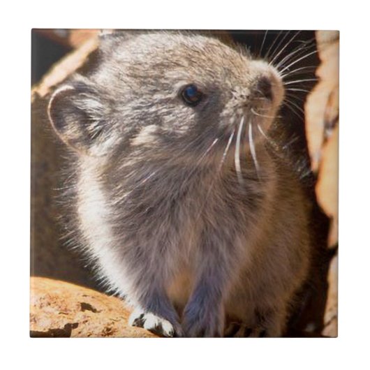 あなたのキッチンのための可愛いPika写真 タイル (正面)