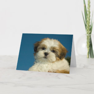 あなたのシーズー(犬)のTzuの考え子犬"考えることは"梳きます カード