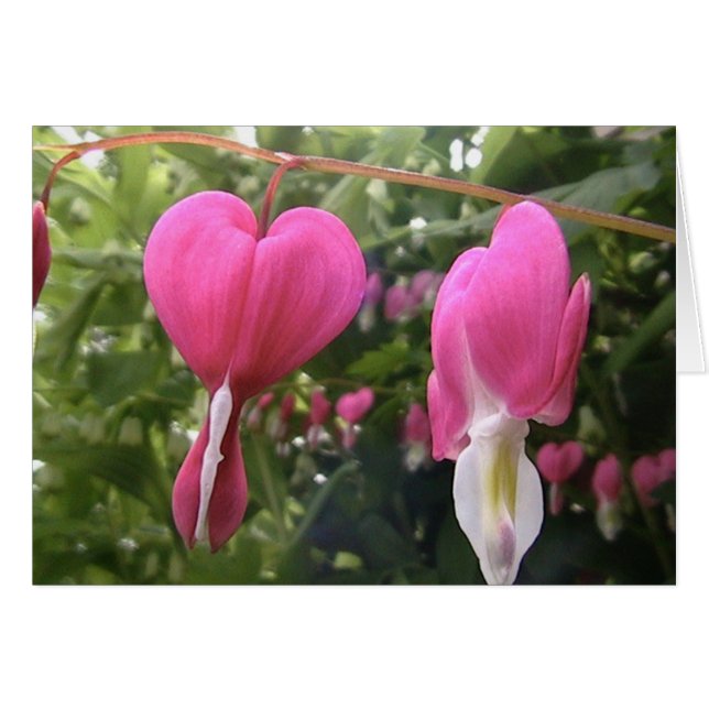 あなたのハートを開けて下さい (正面横)