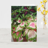 あなたのピンクのコリウスの友人か考えること カード (黄色い花)