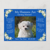 あなたのペットの写真は日付を保存Cobalt Blue & White ポストカード (正面)