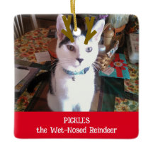 あなたのペットはウェットノーズのトナカイのペットの写真