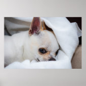 あなたのペット犬の子犬のカスタム写真チワワ ポスター (正面)