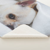 あなたのペット犬の子犬カスタムの写真chihuahua シェルパブランケット (3/4)