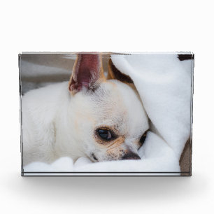あなたのペット犬の子犬カスタムの写真chihuahua フォトブロック