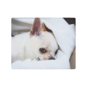 あなたのペット犬の子犬カスタムの写真chihuahua メタルプリント (正面)