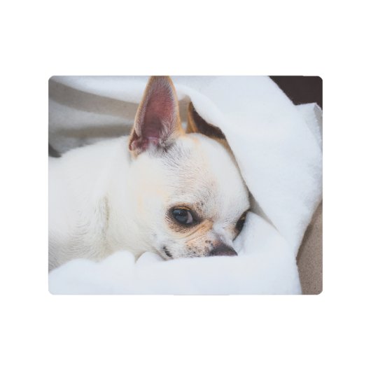 あなたのペット犬の子犬カスタムの写真chihuahua メタルプリント (正面)