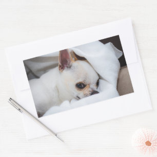あなたのペット犬の子犬カスタムの写真chihuahua 長方形シール