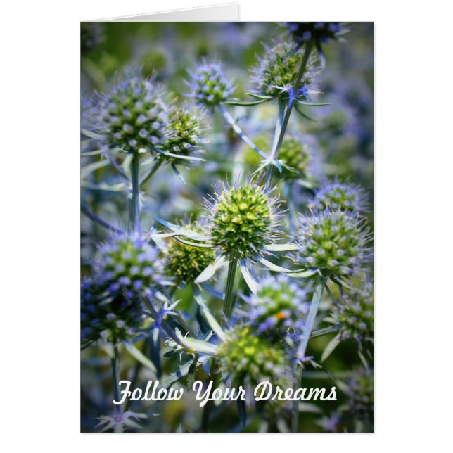 あなたの夢を後を追って下さい (正面)