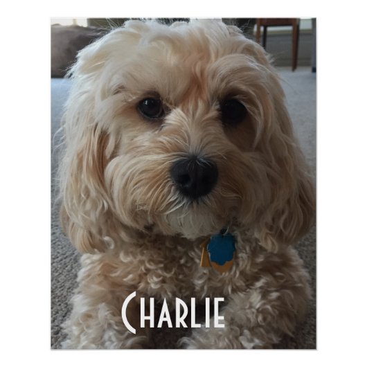 あなたの家の犬をカスタマイズ ポスター (正面)