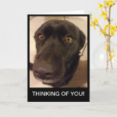 あなたの悲しい犬の考えることは梳きます カード (黄色い花)