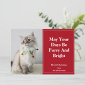 あなたの日々がふわふわと輝かしいクリスマス猫になりますように シーズンカード (スタンド正面)