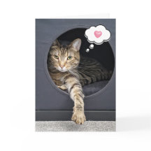 あなたの為に箱に入れ考えたタビー猫