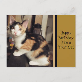 あなたの猫の誕生日グリーティングポストカード ポストカード